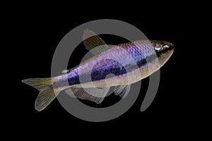 Blue Emperor TetraÂ Inpaichthys kerri tropical aquarium fish isolated